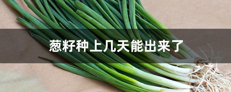 葱籽种上几天能出来了 葱籽种上几天能出来了