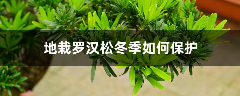 地栽罗汉松冬季如何保护 地栽罗汉松冬季如何保护
