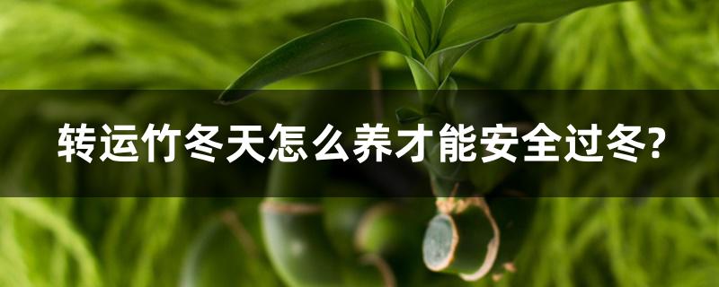 转运竹冬天怎么养才能安全过冬? 转运竹冬天怎么养才能安全过冬?