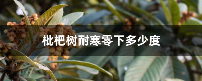 枇杷树耐寒零下多少度 枇杷树耐寒零下多少度