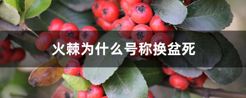 火棘为什么号称换盆死 火棘为什么号称换盆死