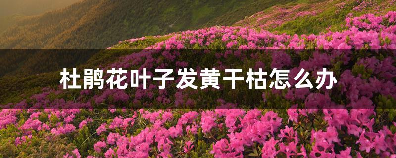 杜鹃花叶子发黄干枯怎么办 杜鹃花叶子发黄干枯怎么办