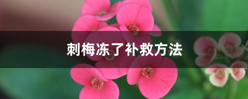 刺梅冻了补救方法 刺梅冻了补救方法
