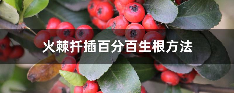 火棘扦插百分百生根方法 火棘扦插百分百生根方法