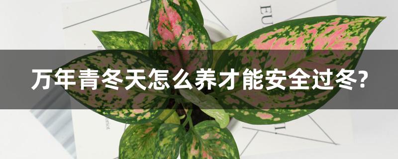 万年青冬天怎么养才能安全过冬? 万年青冬天怎么养才能安全过冬?
