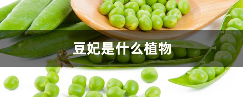 豆妃是什么植物 豆妃是什么植物