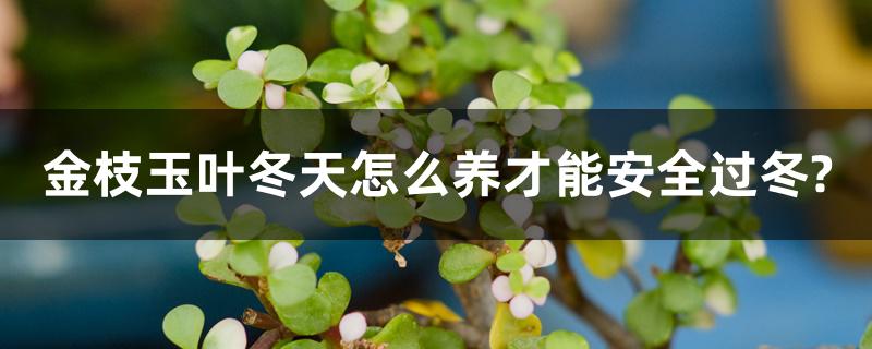 金枝玉叶冬天怎么养才能安全过冬? 金枝玉叶冬天怎么养才能安全过冬?