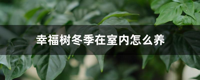 幸福树冬季在室内怎么养 幸福树冬季在室内怎么养