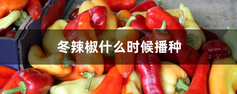 冬辣椒什么时候播种 冬辣椒什么时候播种