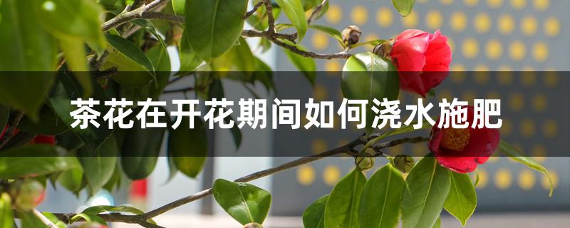 茶花在开花期间如何浇水施肥 茶花在开花期间如何浇水施肥