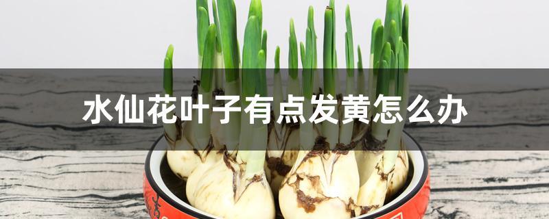 水仙花叶子有点发黄怎么办 水仙花叶子有点发黄怎么办