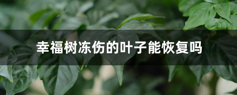 幸福树冻伤的叶子能恢复吗 幸福树冻伤的叶子能恢复吗