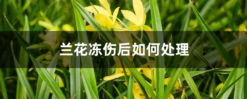 兰花冻伤后如何处理 兰花冻伤后如何处理