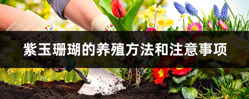 紫玉珊瑚的养殖方法和注意事项 紫玉珊瑚的养殖方法和注意事项