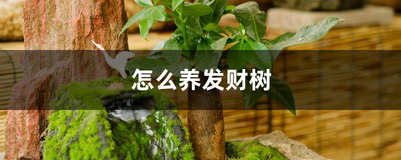 怎么养发财树 怎么养发财树