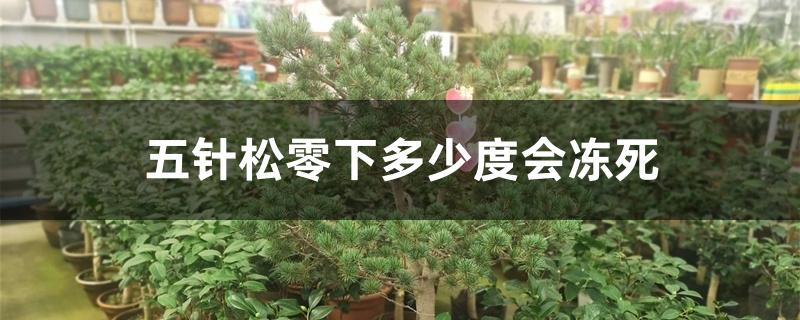 五针松零下多少度会冻死 五针松零下多少度会冻死