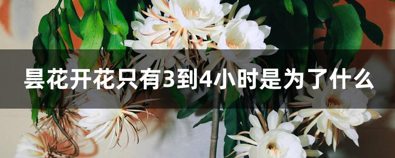 昙花开花只有3到4小时是为了什么 昙花开花只有3到4小时是为了什么