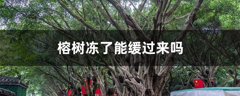 榕树冻了能缓过来吗 榕树冻了能缓过来吗
