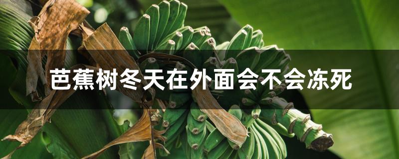 芭蕉树冬天在外面会不会冻死 芭蕉树冬天在外面会不会冻死