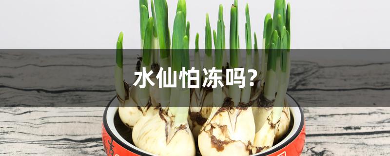 水仙怕冻吗? 水仙怕冻吗?