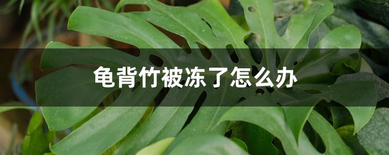 龟背竹被冻了怎么办 龟背竹被冻了怎么办