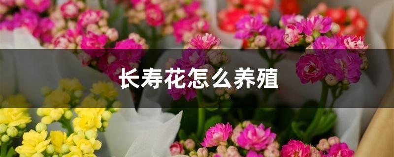 长寿花怎么养殖 长寿花怎么养殖