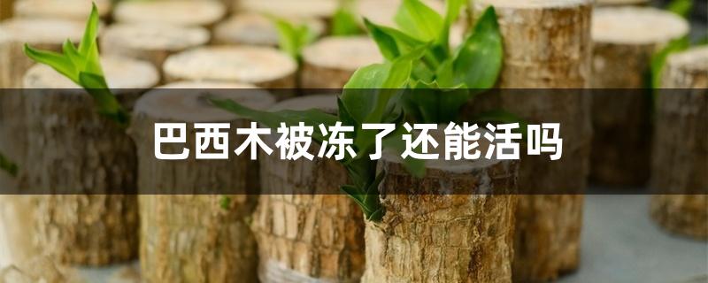 巴西木被冻了还能活吗 巴西木被冻了还能活吗