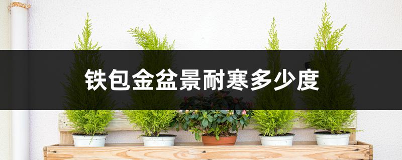 铁包金盆景耐寒多少度 铁包金盆景耐寒多少度