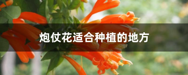 炮仗花适合种植的地方 炮仗花适合种植的地方