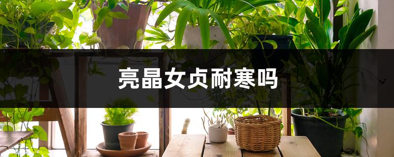 亮晶女贞耐寒吗