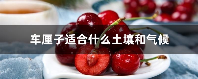 车厘子适合什么土壤和气候 车厘子适合什么土壤和气候