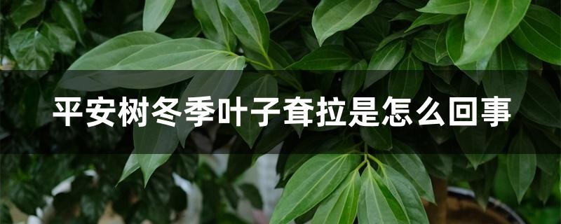 平安树冬季叶子耷拉是怎么回事 平安树冬季叶子耷拉是怎么回事