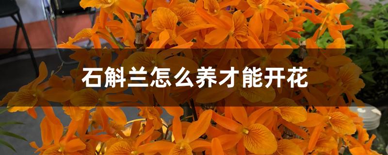 石斛兰怎么养才能开花 石斛兰怎么养才能开花