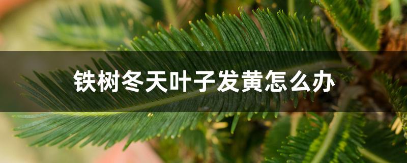 铁树冬天叶子发黄怎么办 铁树冬天叶子发黄怎么办
