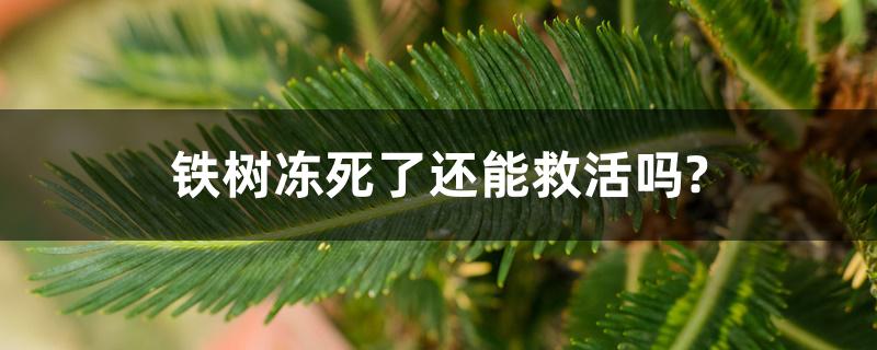 铁树冻死了还能救活吗? 铁树冻死了还能救活吗?