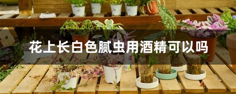 花上长白色腻虫用酒精可以吗