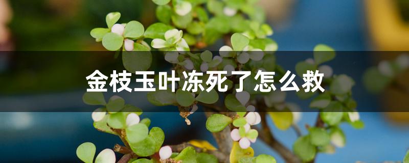 金枝玉叶冻死了怎么救 金枝玉叶冻死了怎么救