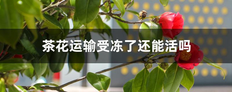 茶花运输受冻了还能活吗 茶花运输受冻了还能活吗