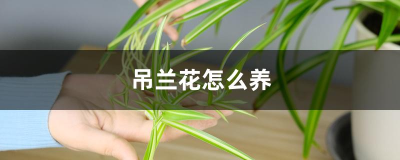 吊兰花怎么养 吊兰花怎么养