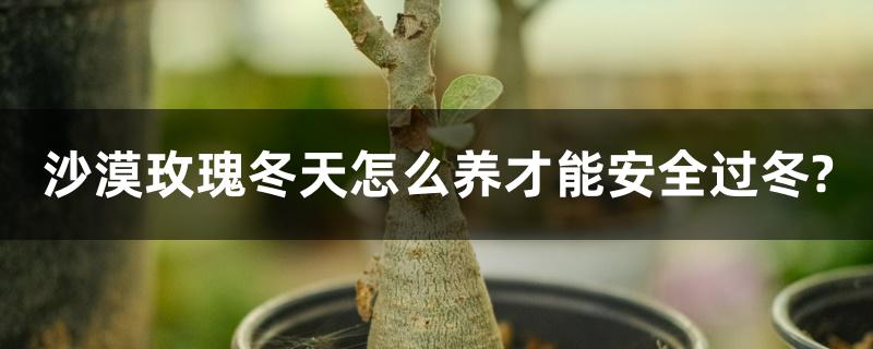 沙漠玫瑰冬天怎么养才能安全过冬? 沙漠玫瑰冬天怎么养才能安全过冬?