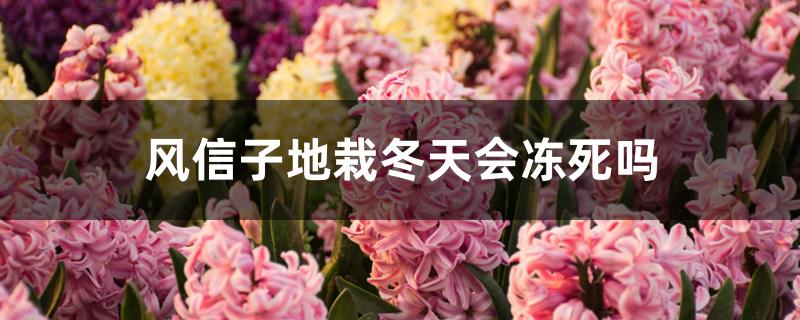 风信子地栽冬天会冻死吗 风信子地栽冬天会冻死吗