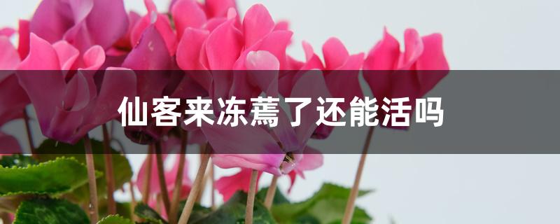 仙客来冻蔫了还能活吗 仙客来冻蔫了还能活吗