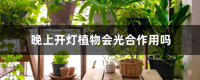 晚上开灯植物会光合作用吗 晚上开灯植物会光合作用吗