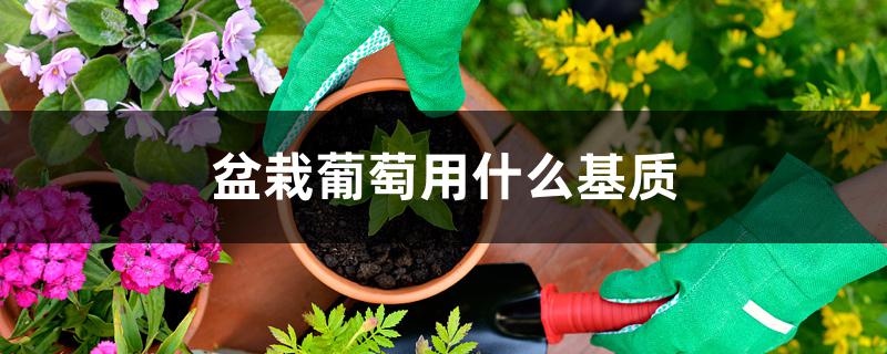 盆栽葡萄用什么基质 盆栽葡萄用什么基质