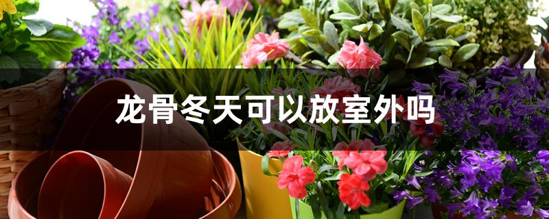 龙骨冬天可以放室外吗 龙骨冬天可以放室外吗