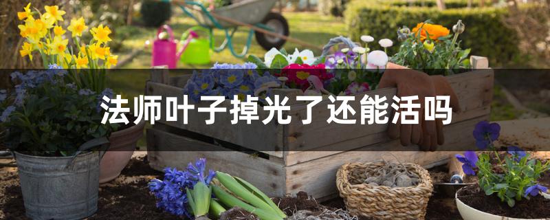 法师叶子掉光了还能活吗 法师叶子掉光了还能活吗