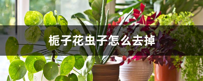 栀子花虫子怎么去掉 栀子花虫子怎么去掉