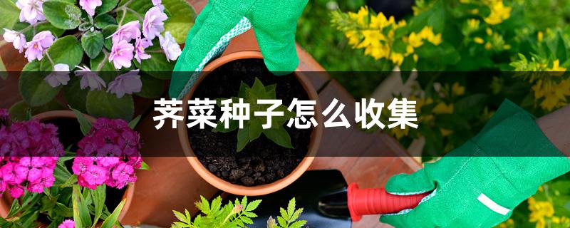 荠菜种子怎么收集 荠菜种子怎么收集