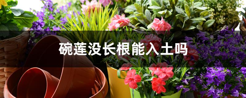 碗莲没长根能入土吗 碗莲没长根能入土吗