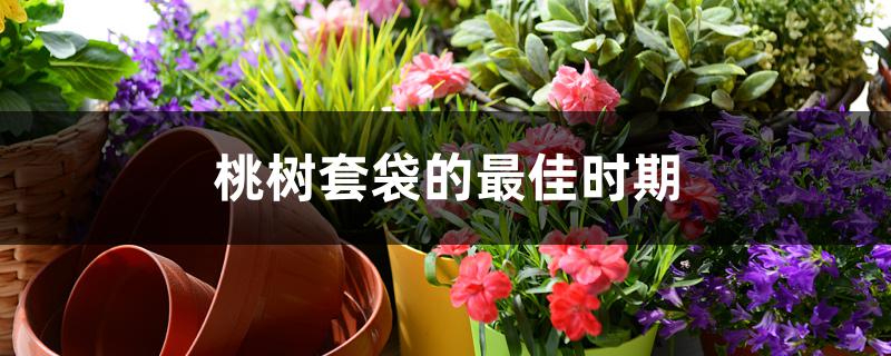 桃树套袋的最佳时期 桃树套袋的最佳时期